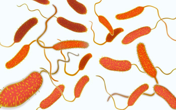 Cholera
