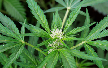 Konopné drogy, marihuana, hašiš