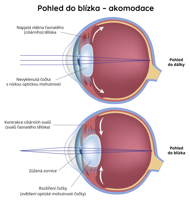 Pohled do blízka - akomodace
