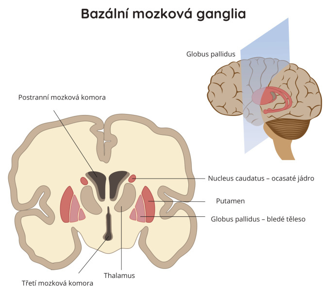 Bazální mozková ganglia