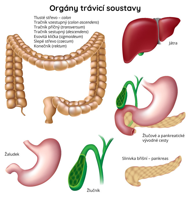 Orgány trávicí soustavy
