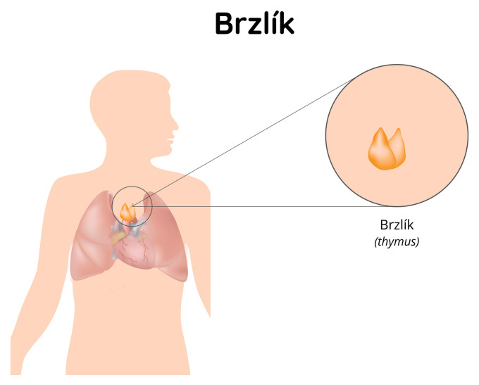 Brzlík