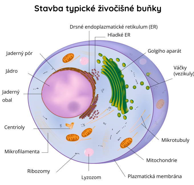 Buňka