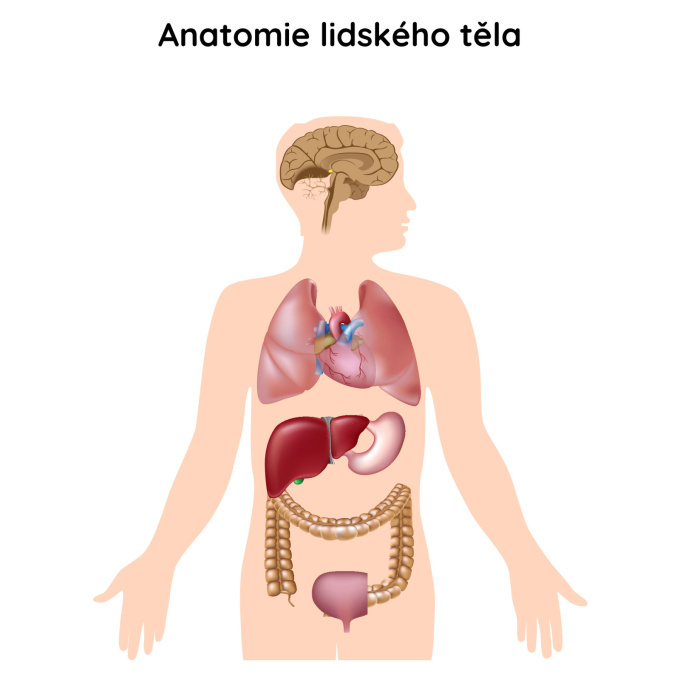 Anatomie lidského těla