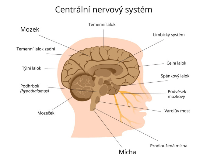 Centrální nervová soustava člověka