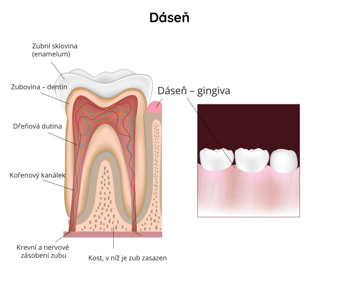 Dáseň