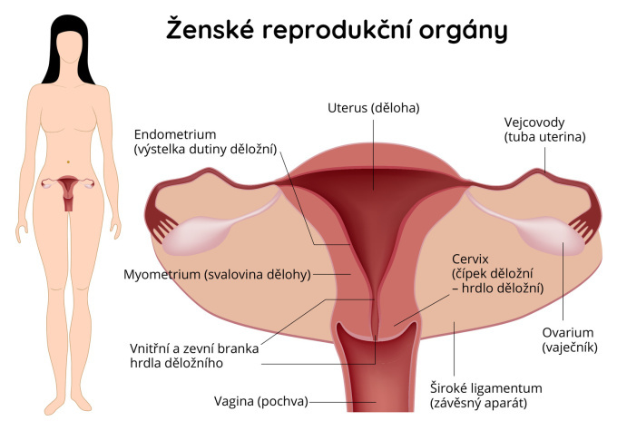 Ženské reprodukční orgány