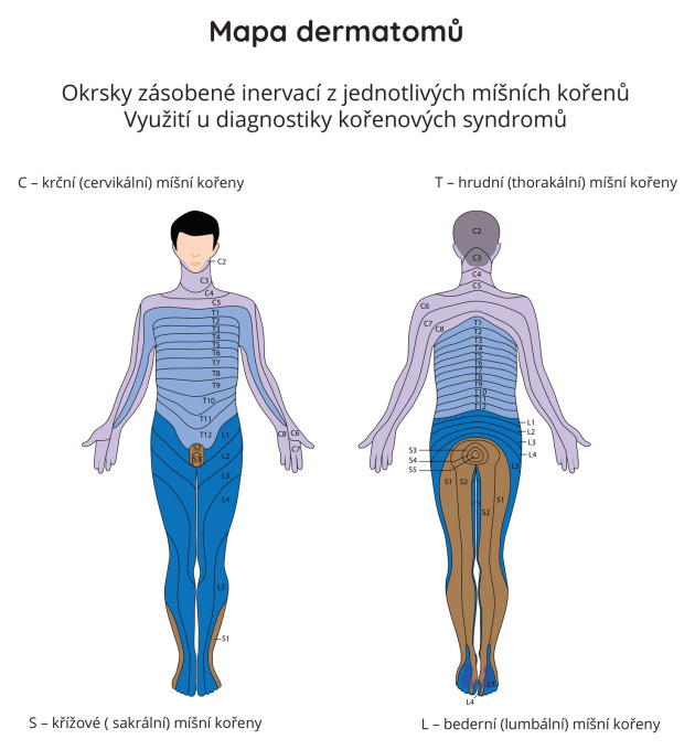 Mapa dermatomů
