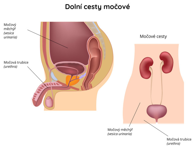 Močové cesty - močový měchýř a močová trubice