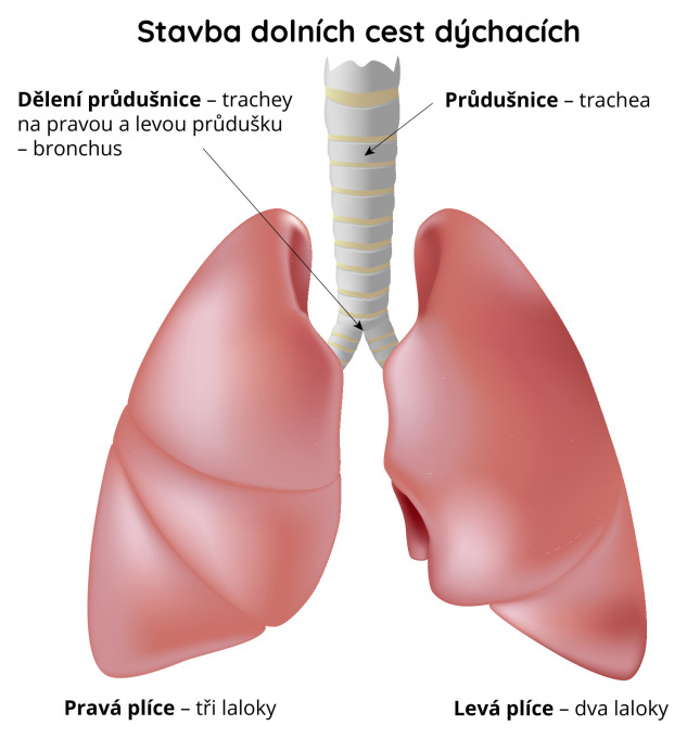 Stavba dolních cest dýchacích