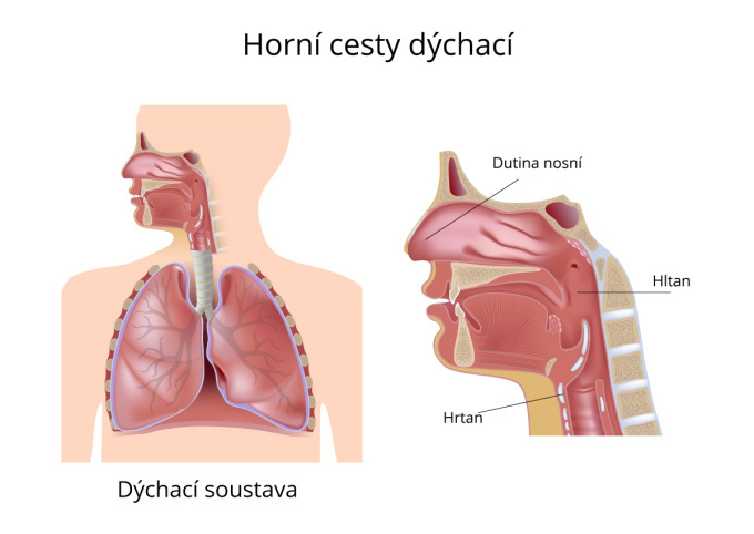 Horní cesty dýchací