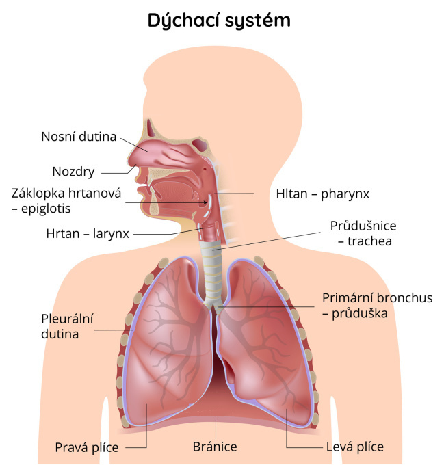 Stavba dýchací soustavy