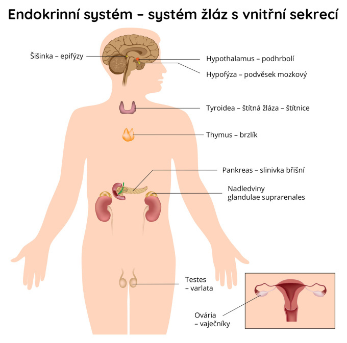 Endokrinní systém - systém žláz s vnitřní sekrecí