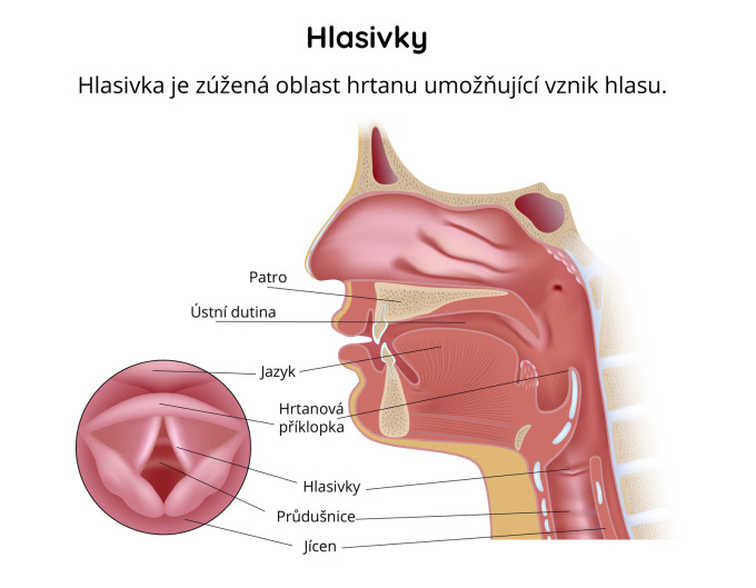 Anatomie hlasivek