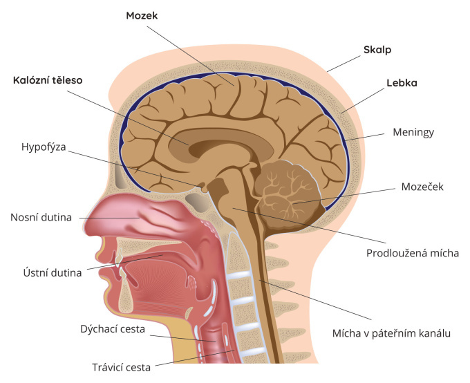 Anatomie lidské hlavy