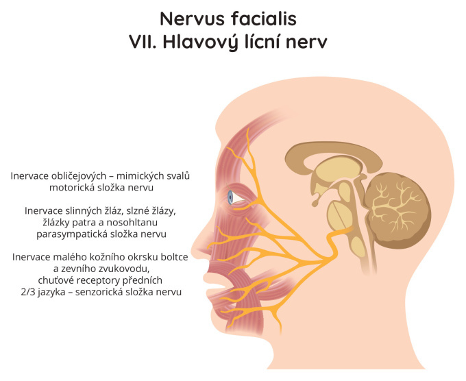 Nervus facialis VII. Hlavový nerv