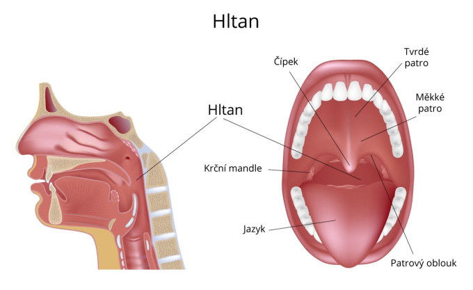 Hltan