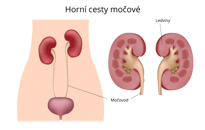 Horní cesty močové.jpg
