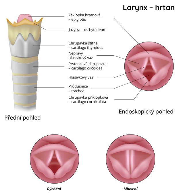 Hrtan (larynx)