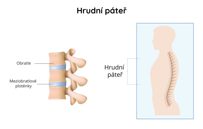Hrudní páteř