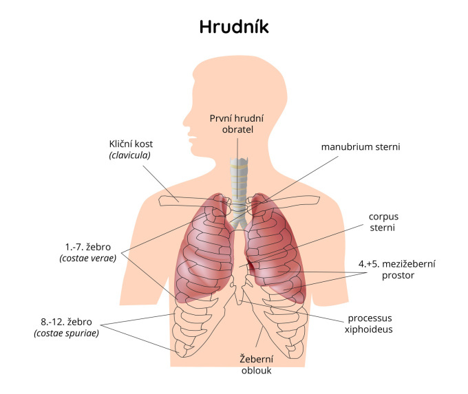 Hrudník