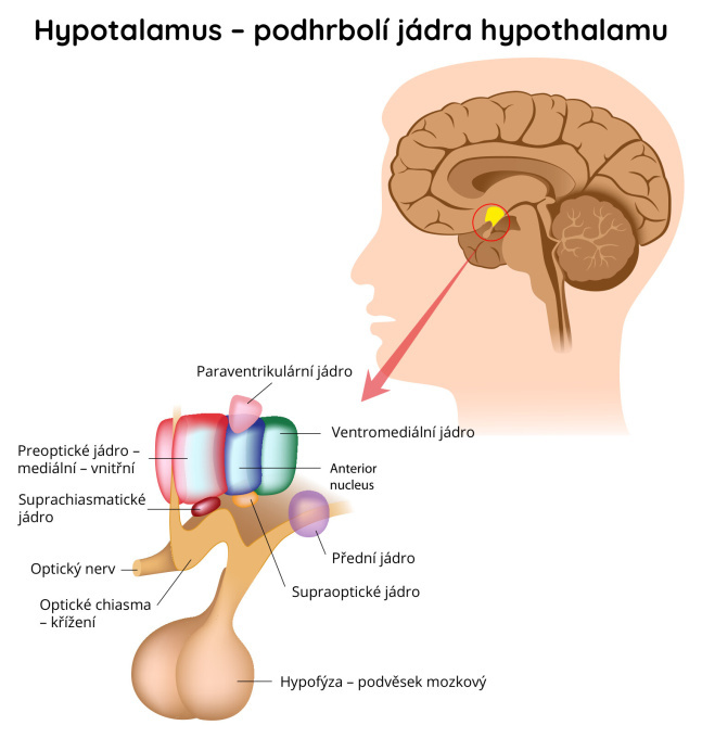 Hypotalamus – podhrbolí