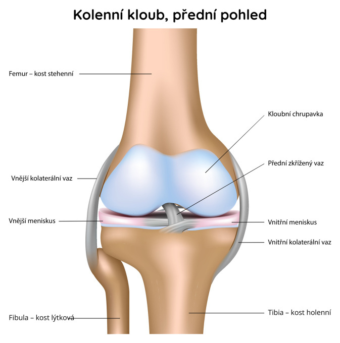 Kolenní kloub, přední pohled