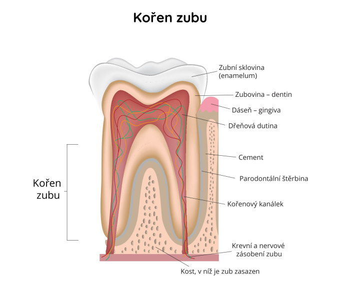 Kořen zubu
