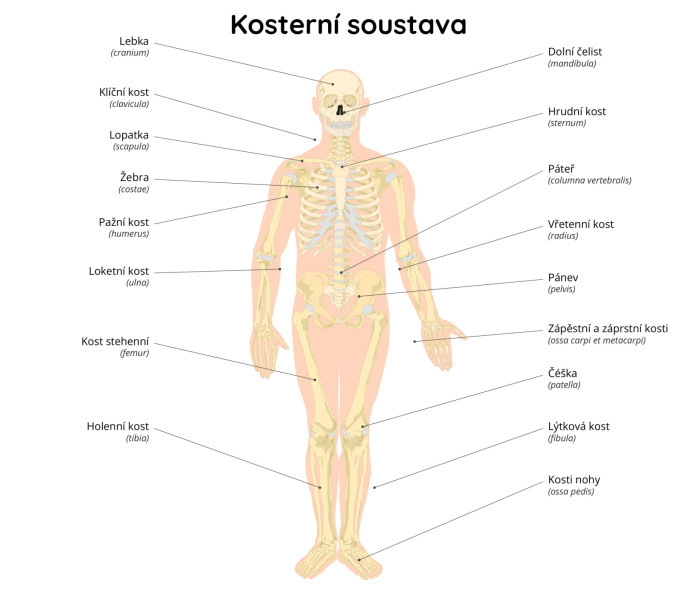 Kosterní soustava