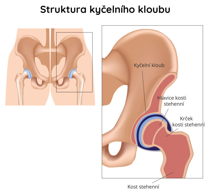 Struktura kyčelního kloubu