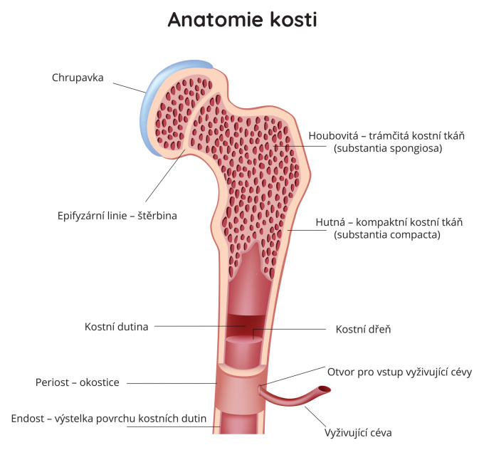 Anatomie kosti