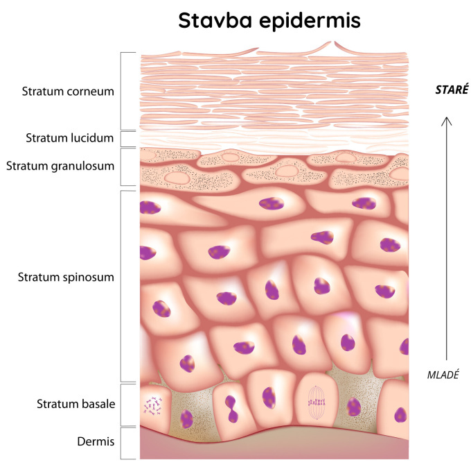 Stavba epidermis (kůže)