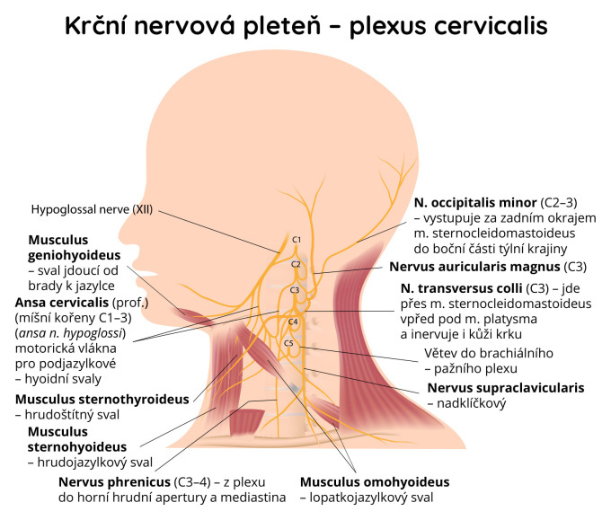 Krční nervová pleteň – plexus cervicalis