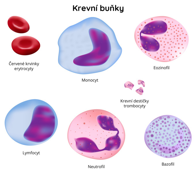 Krevní buňky - entrocity, monocyt, ezinofil, trombocyty, lymfocyt, neutrofil, bazofil
