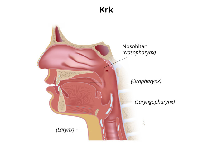 Anatomie krku
