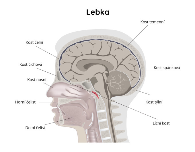 Anatomie lidské lebky