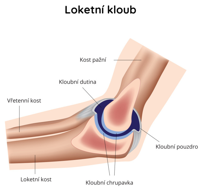 Loketní kloub