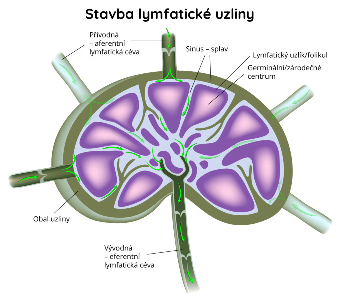 Stavba lymfatické uzliny