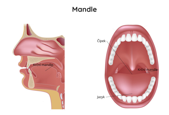Krční mandle