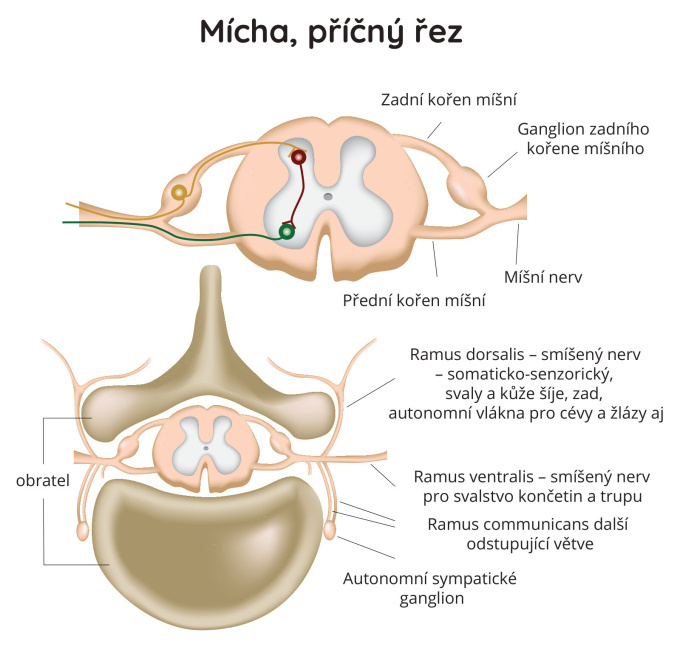 Mícha - příčný řez