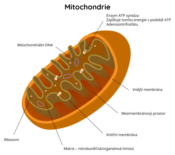 Mitochondrie