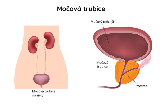 Močová trubice