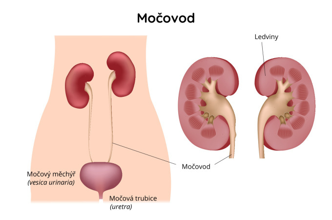 Močovod