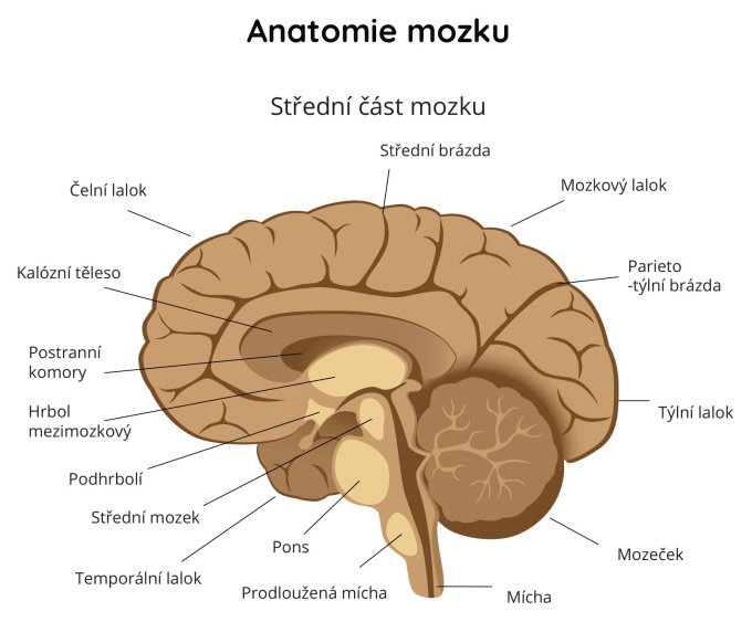Anatomie mozku