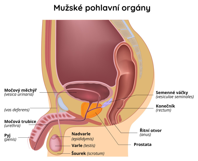 Mužské pohlavní orgány