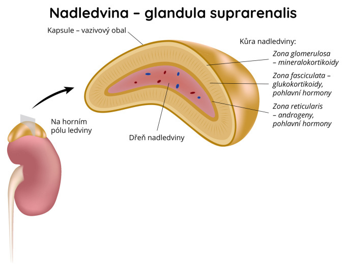 Nadledvina – glandula suprarenalis
