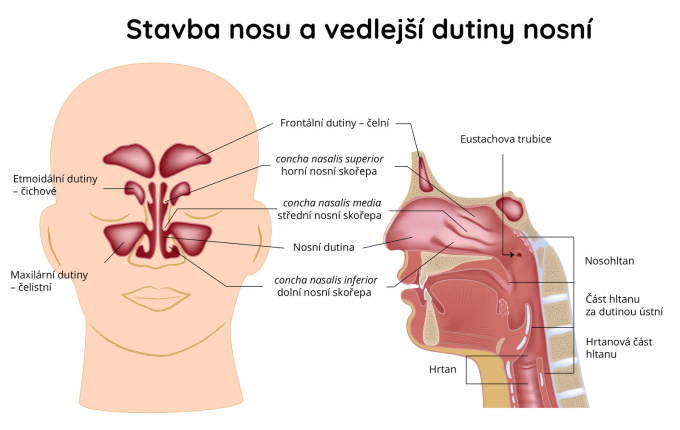 Nos a dutina nosní