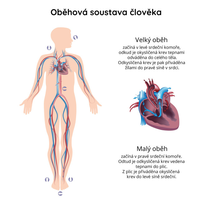 Oběhová soustava člověka