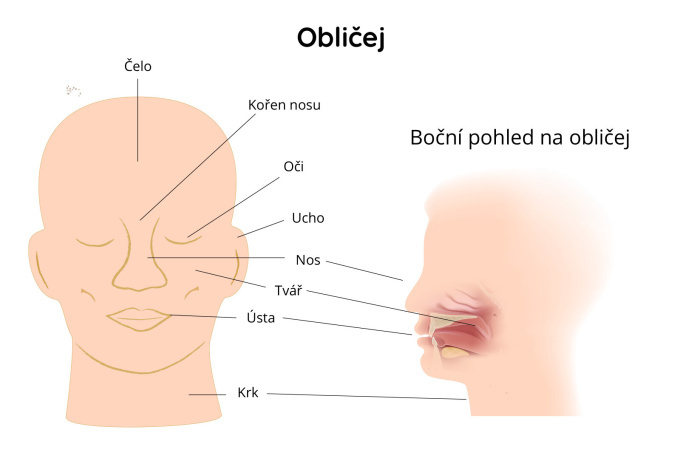 Obličej