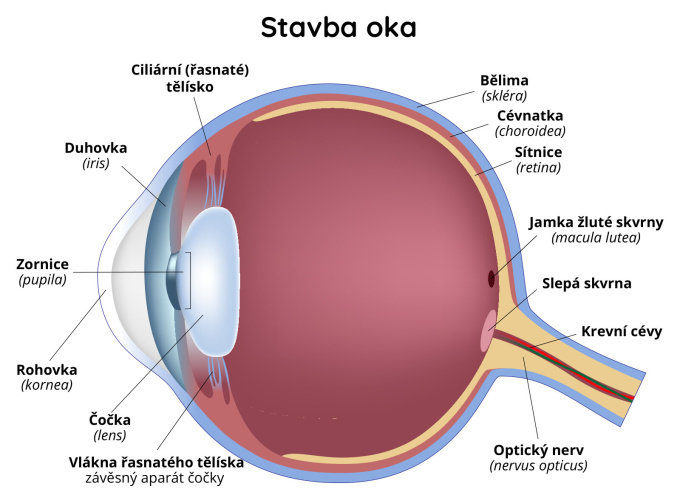 Stavba oka